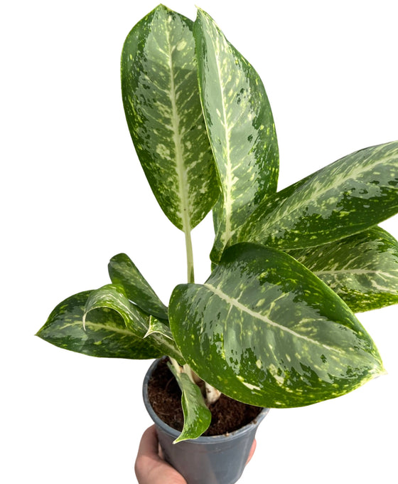 Aglaonema 'Milky Way' Image 1