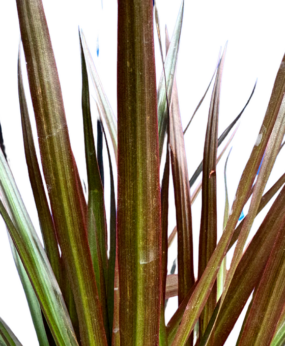 Dracaena reflexa var. Angustifolia 'Magenta' (syn. Dracaena marginata) Image 2