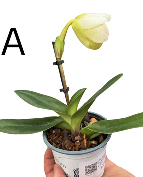 Paphiopedilum Hybrid