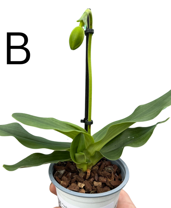 Paphiopedilum Hybrid Image 3