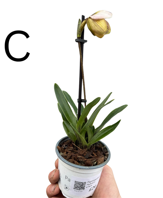 Paphiopedilum Hybrid Image 4