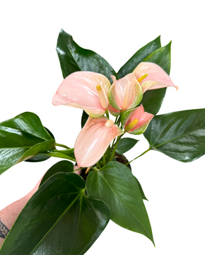 Anthurium andraeanum 'Peach Joli'