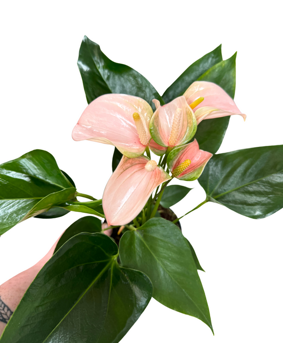 Anthurium andraeanum 'Peach Joli' Image 1