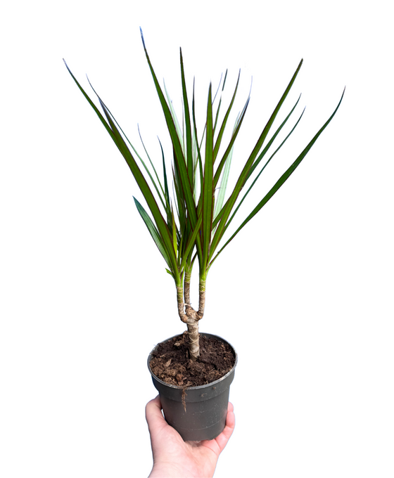 Dracaena reflexa var. Angustifolia (syn. Dracaena marginata) Image 1