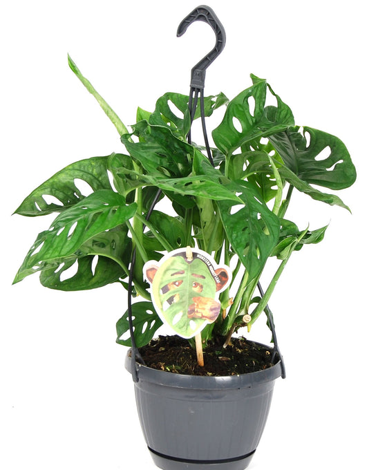 Monstera adansonii Image 2