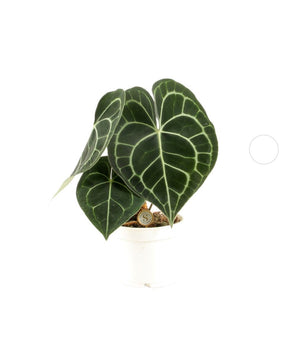 Anthurium clarinervium