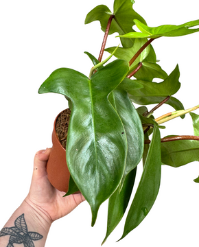 Philodendron 'Florida Beauty' (Green)