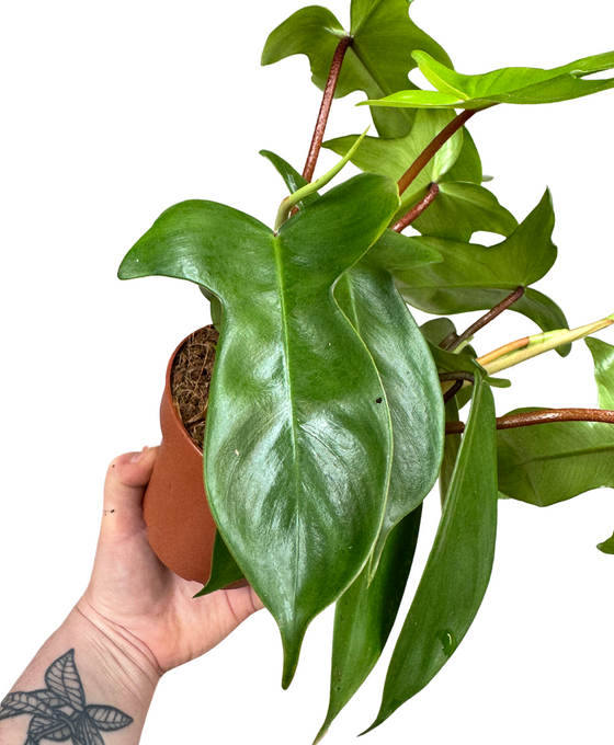 Philodendron 'Florida Beauty' (Green) Image 1