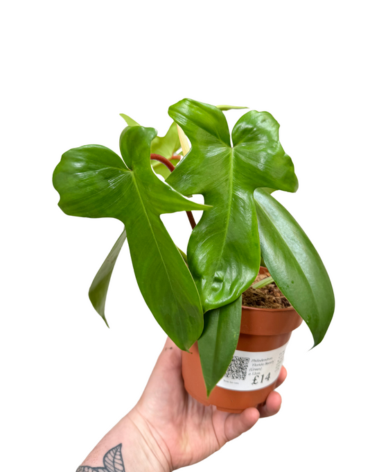 Philodendron 'Florida Beauty' (Green) Image 2