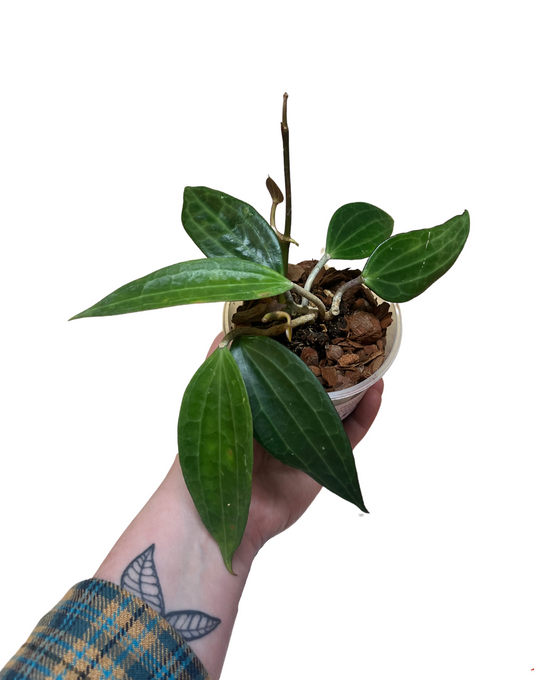 Hoya latifolia (green) (Syn. Hoya macrophylla) Image 1