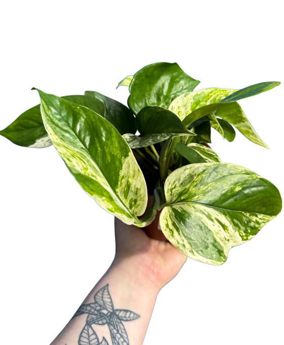 Epipremnum aureum 'Marble Queen' Image 1