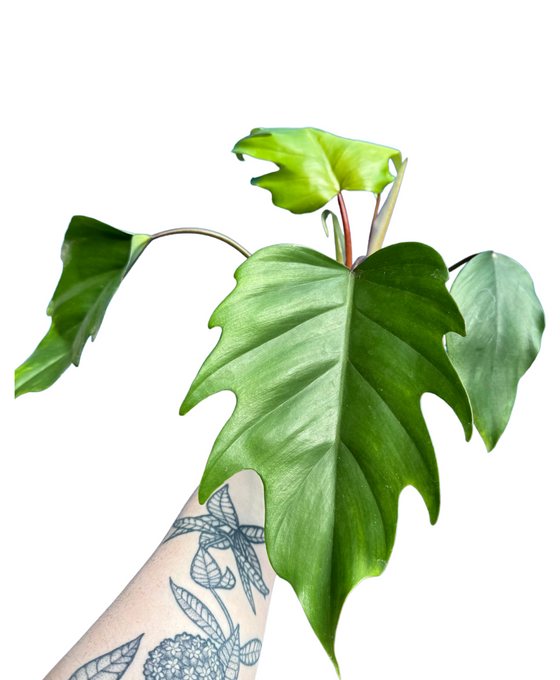Philodendron mayoi Image 1