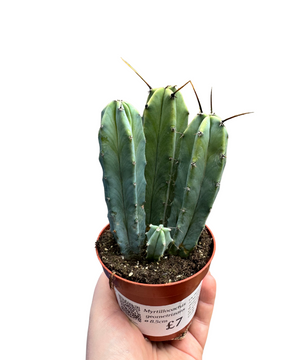 Myrtillocactus geometrizans