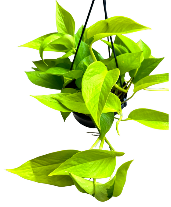 Epipremnum aureum 'Neon' - Neon Pothos Image 1