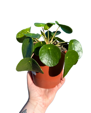 Pilea peperomioides