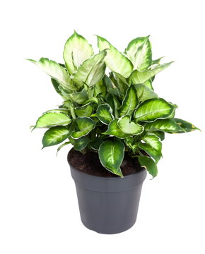 Dieffenbachia 'Cool Beauty'