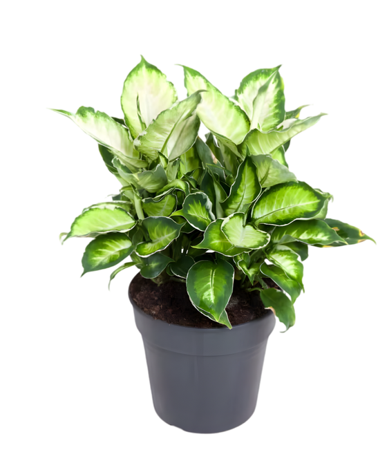 Dieffenbachia 'Cool Beauty' Image 1