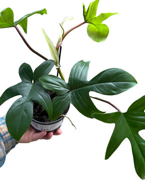 Philodendron 'Florida Beauty' (Green)