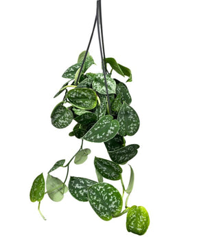 Scindapsus pictus 'Argyraeus' - Satin Pothos