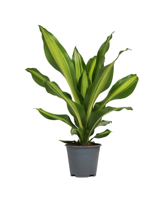 Dracaena fragrans Burley Image 2