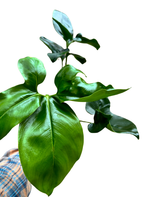 Philodendron goeldii 'Fun Bun' Image 1