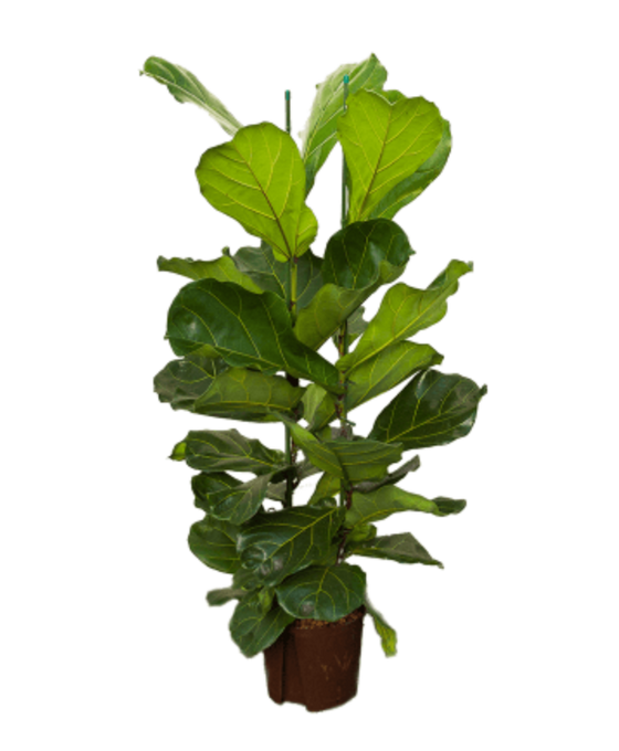 Ficus lyrata - Fiddle Leaf Fig Image 2