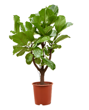 Ficus lyrata - Fiddle Leaf Fig