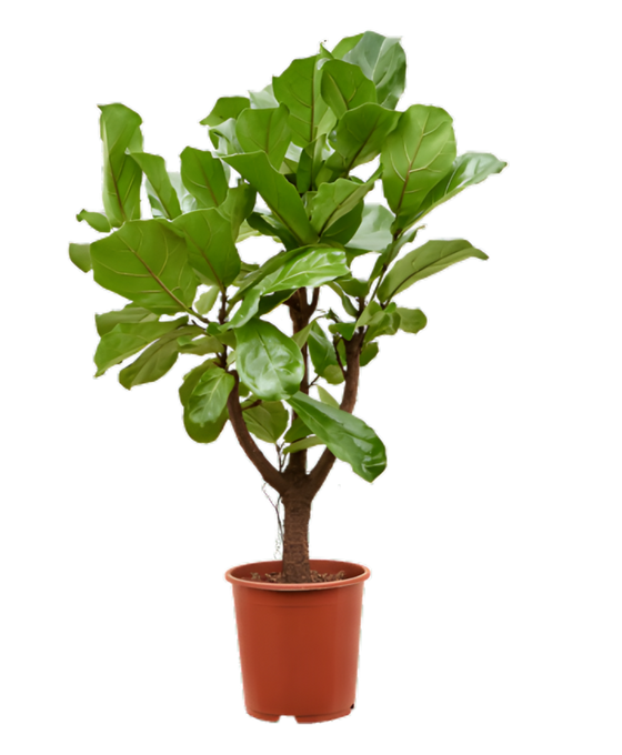 Ficus lyrata - Fiddle Leaf Fig Image 1