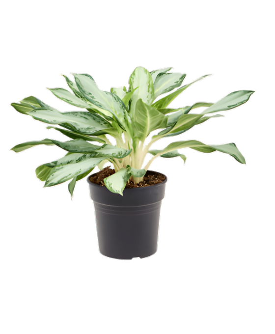 Aglaonema 'Golden Bay' Image 1