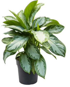 Aglaonema 'Silver Bay'