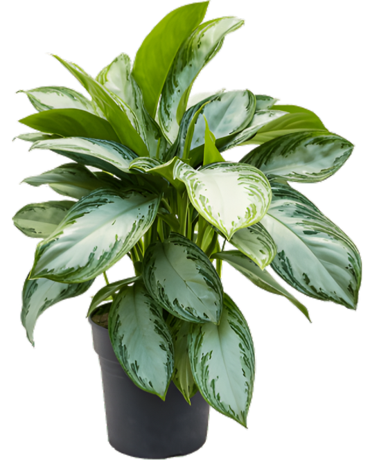 Aglaonema 'Silver Bay' Image 1