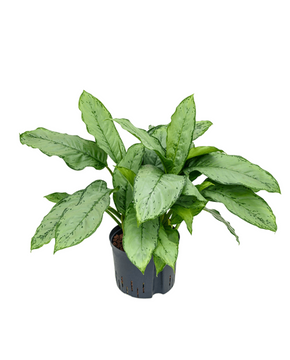 Aglaonema 'B.J. Freeman'