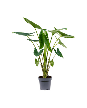 Alocasia zebrina