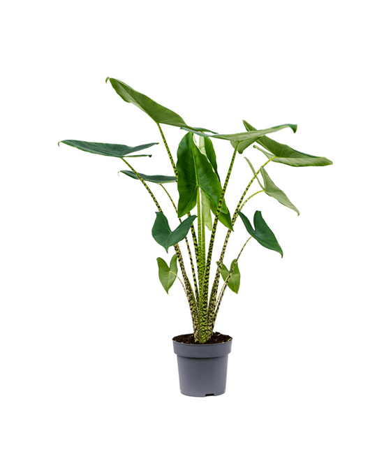 Alocasia zebrina Image 1