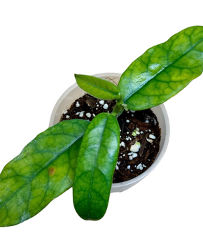 Hoya globulosa (syn. Hoya villosa)