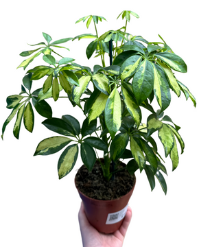 Schefflera arboricola 'Gerda'