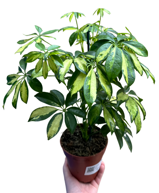 Schefflera arboricola 'Gerda' Image 1