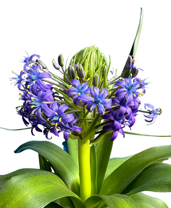 Scilla peruviana Image 2