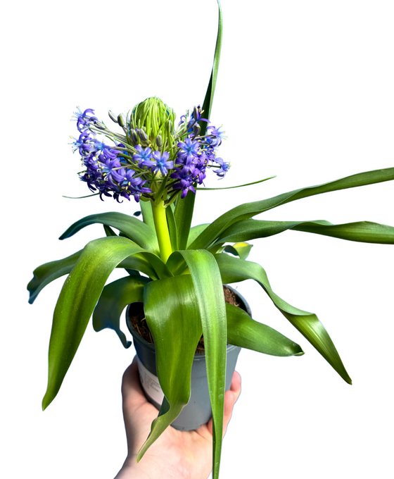 Scilla peruviana Image 1