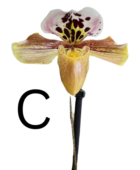 Paphiopedilum Hybrid Image 5