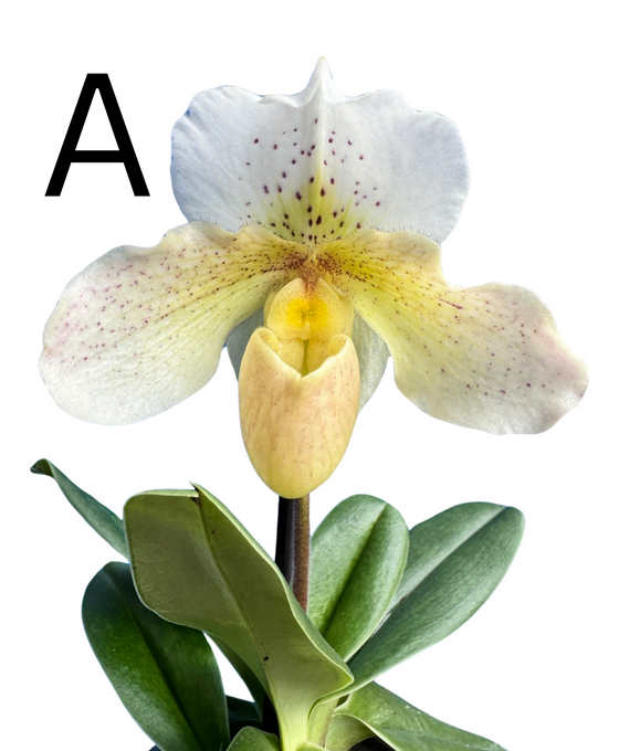 Paphiopedilum Hybrid Image 2