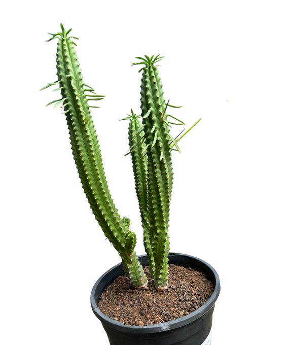 Euphorbia cv. Macguffin Image 1