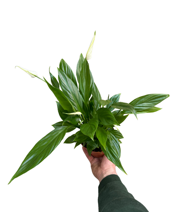 Spathiphyllum wallisii 'Alana' Image 1