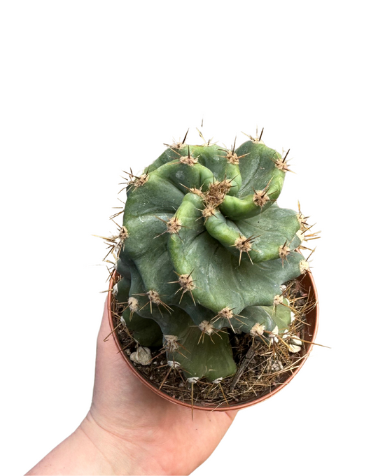 Cereus forbesii 'Spiralis' Image 2