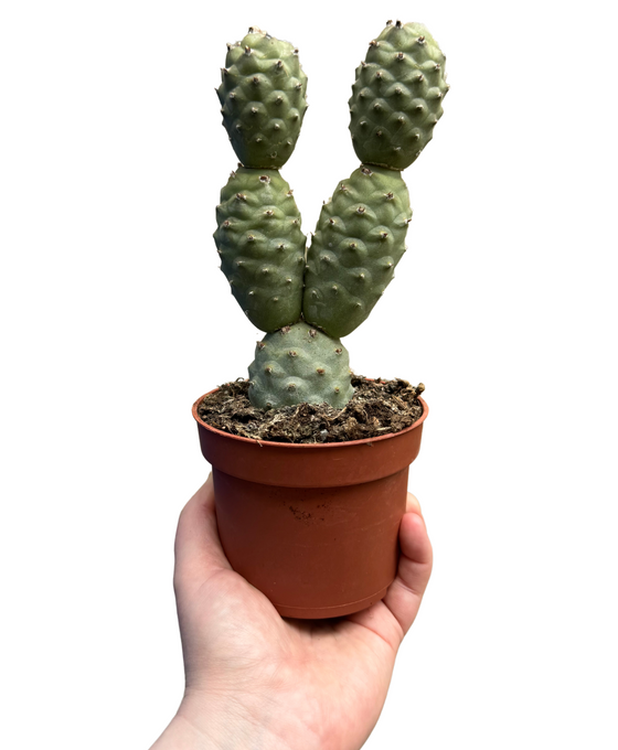 Tephrocactus articulatus var. strobiliformis Image 1