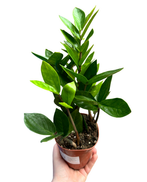 Zamioculcas zamiifolia - ZZ plant