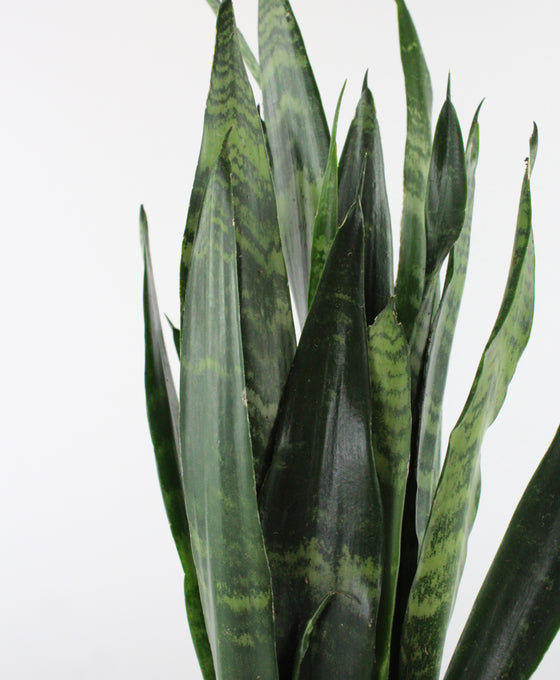 Sansevieria trifasciata 'Black Coral' Image 5