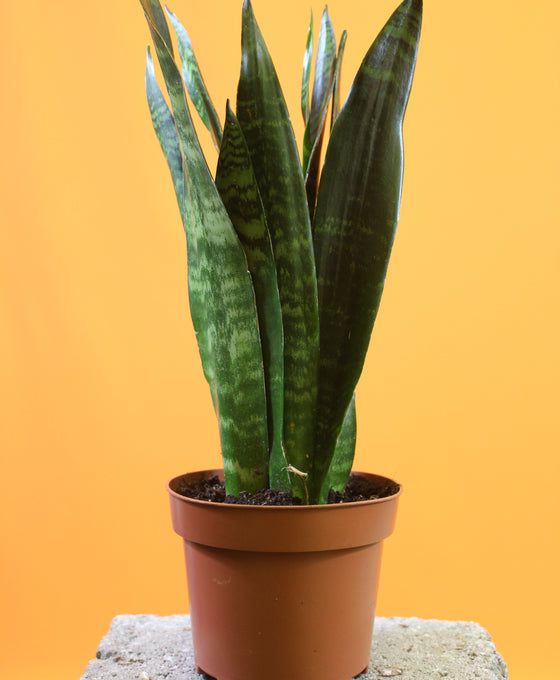 Sansevieria trifasciata 'Black Coral' Image 1