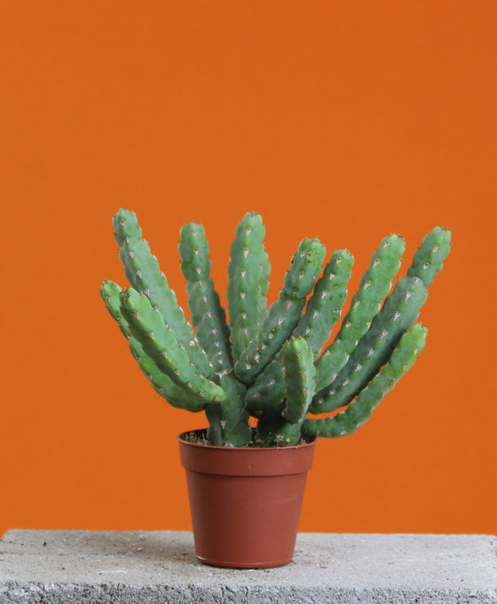 Senecio stapeliiformis