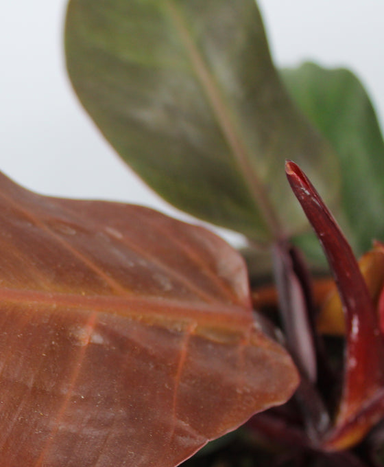 Philodendron 'Cherry Red' Image 2